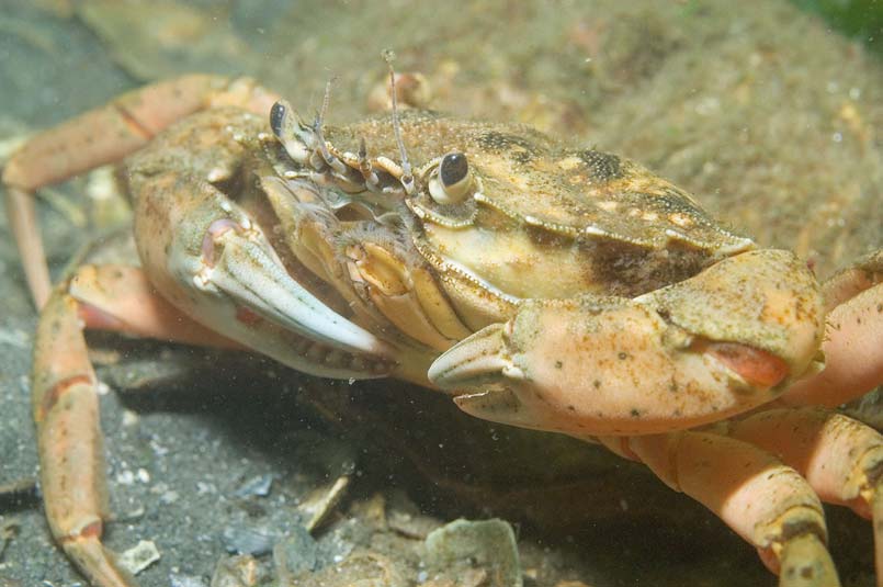 Tauchen im Grevelinger Meer/Oosterschelde 2006